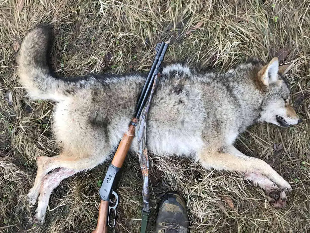 The rules for hunting coyotes in New York.