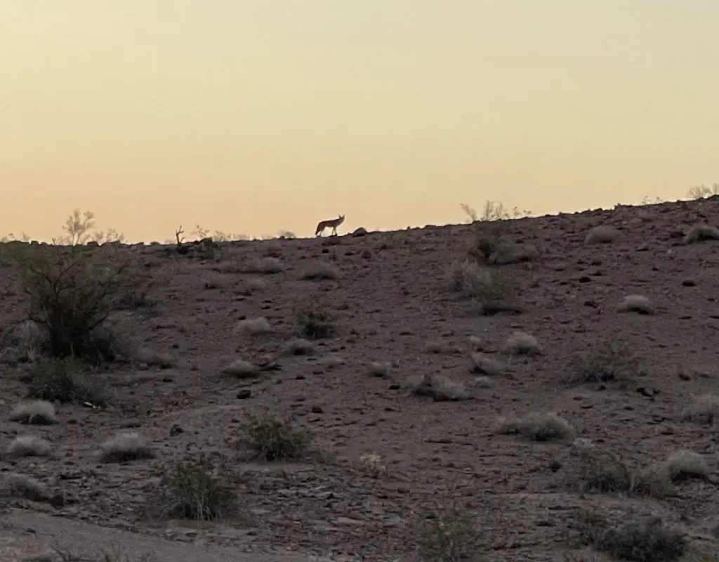 Hunting coyotes in arizona