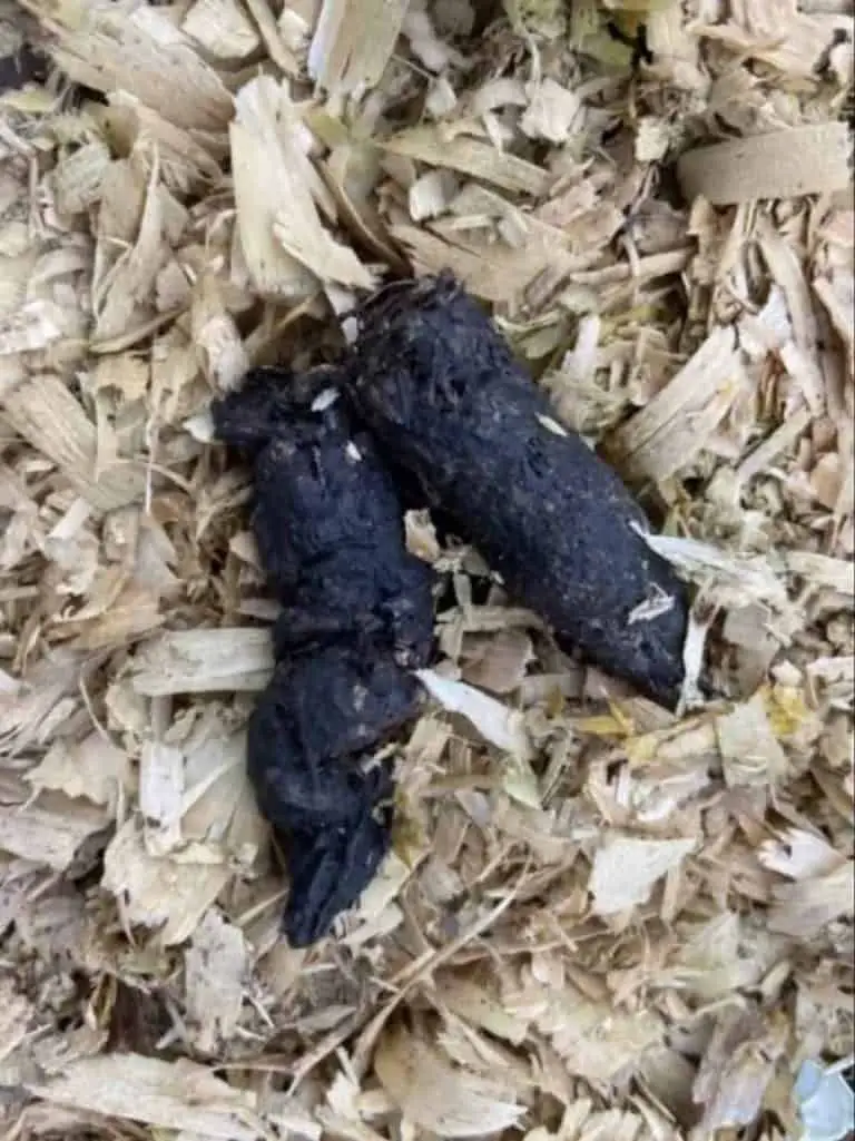 How to Kill a Fox That’s Eating Chickens