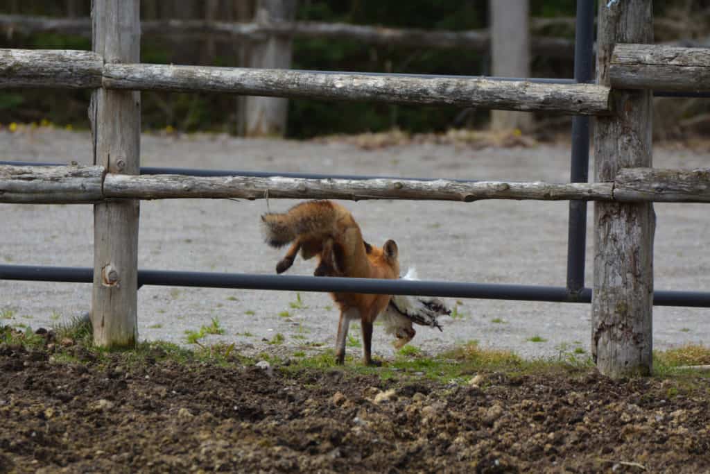 How to kill a fox eating your chickens.