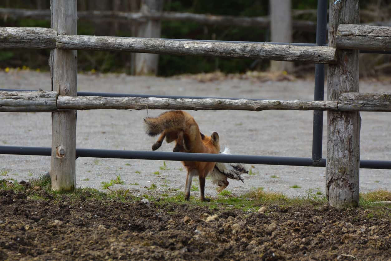 How to Kill a Fox That’s Eating Chickens