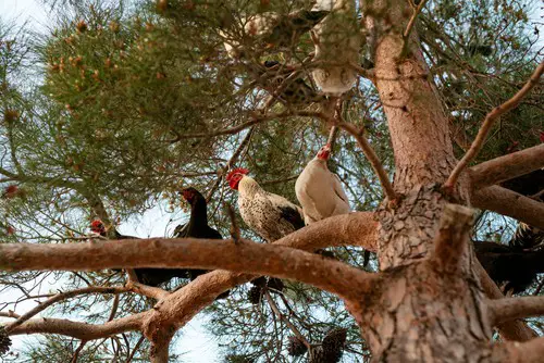 How To Kill A Fox Thats Eating Chickens 