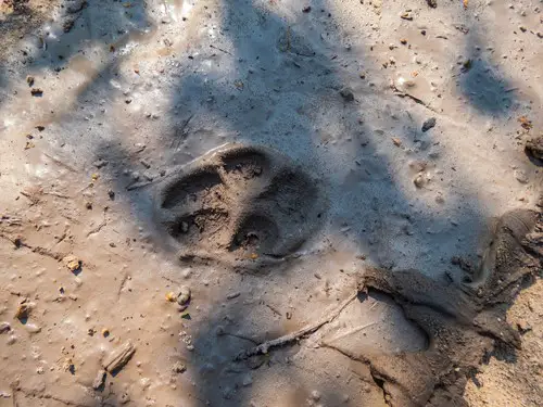 Fox print in mud, how to kill a fox