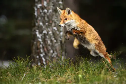 Laws for hunting fox in Alabama