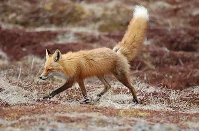 Laws for hunting fox in Colorado