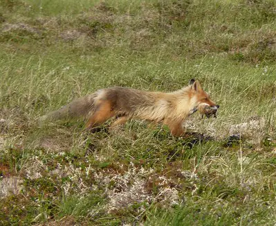 Laws for Hunting Fox in New Hampshire