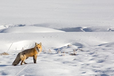 Laws for Hunting Fox in Vermont