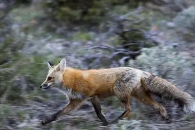 Laws for Hunting Fox in Mississippi
