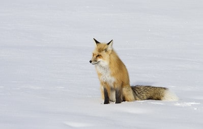 Laws for Hunting Fox in South Dakota