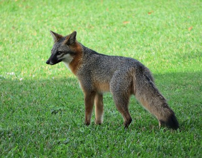 Laws for Hunting Fox in Rhode Island