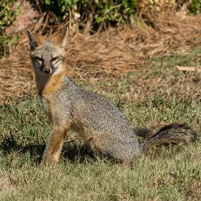 Laws for hunting fox in California