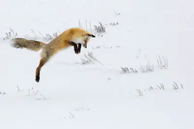 Laws for Hunting Fox in Minnesota