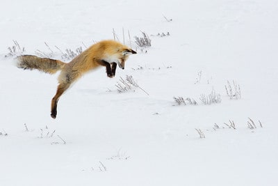 Laws for Hunting Fox in Minnesota