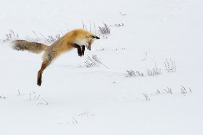 Laws for hunting fox in Pennsylvania