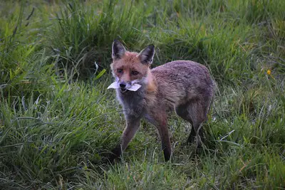 Laws for Hunting Fox in Virginia