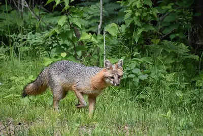 Laws for Hunting Fox in Illinois