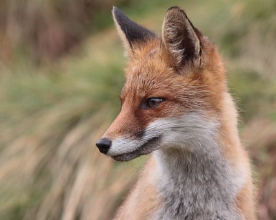 Laws for Hunting Fox in North Dakota