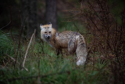 Laws for Hunting Fox in Massachusetts