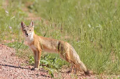 Laws for Hunting Fox in Nevada