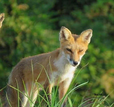 Laws for Hunting Fox in New Mexico