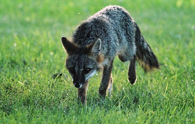 Laws for hunting fox in Texas