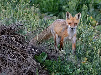 Laws for hunting fox in New Jersey