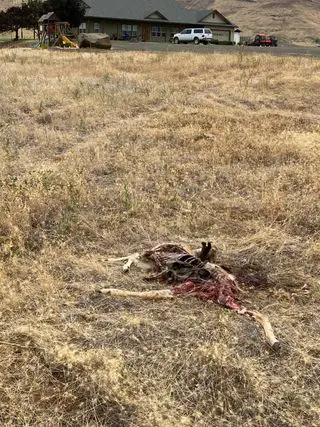 Mountain lion kill.