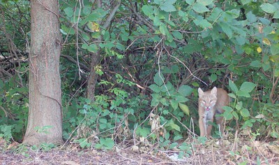 Bobcat habitat