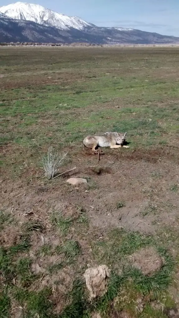 Coyote hunter can protect a farm.