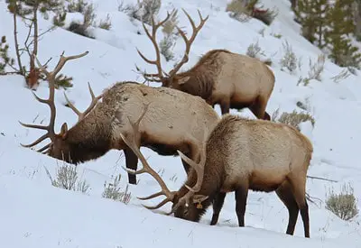 Wyoming Hunting Seasons