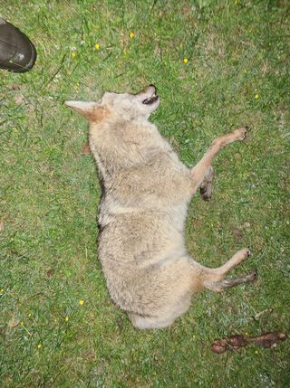 Using coyote hunting to protect your farm.