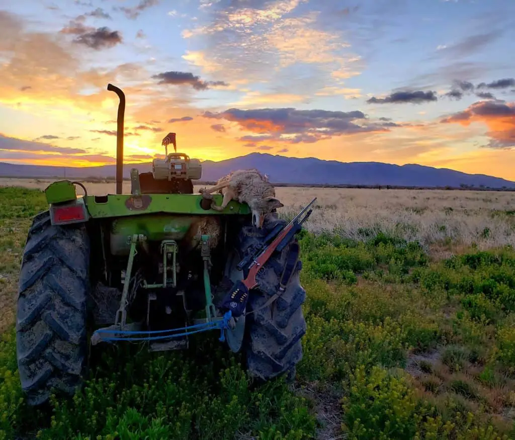 Coyote hunting to protect farms