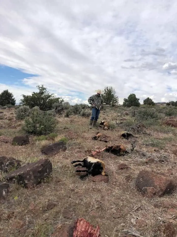 Coyote hunting to protect your farm