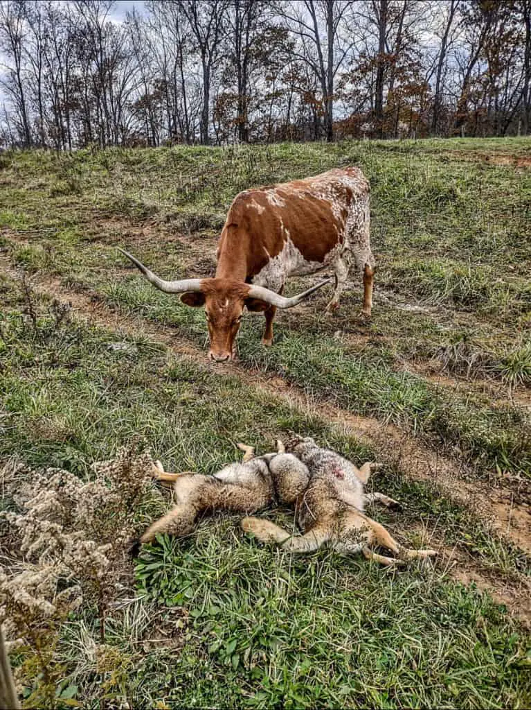 Coyote hunting to protect ranches.