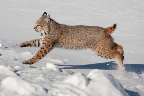 Best time to hunt bobcats