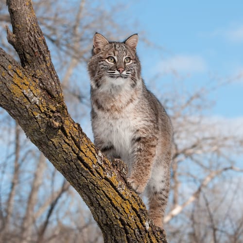 Calling bobcats