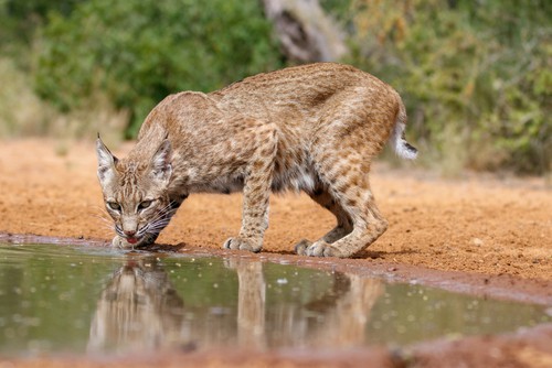 Best Time to hunt bobcats