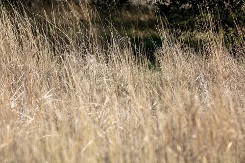 Bobcat calling tip.