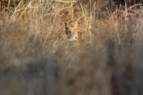 Bobcat calling tip.