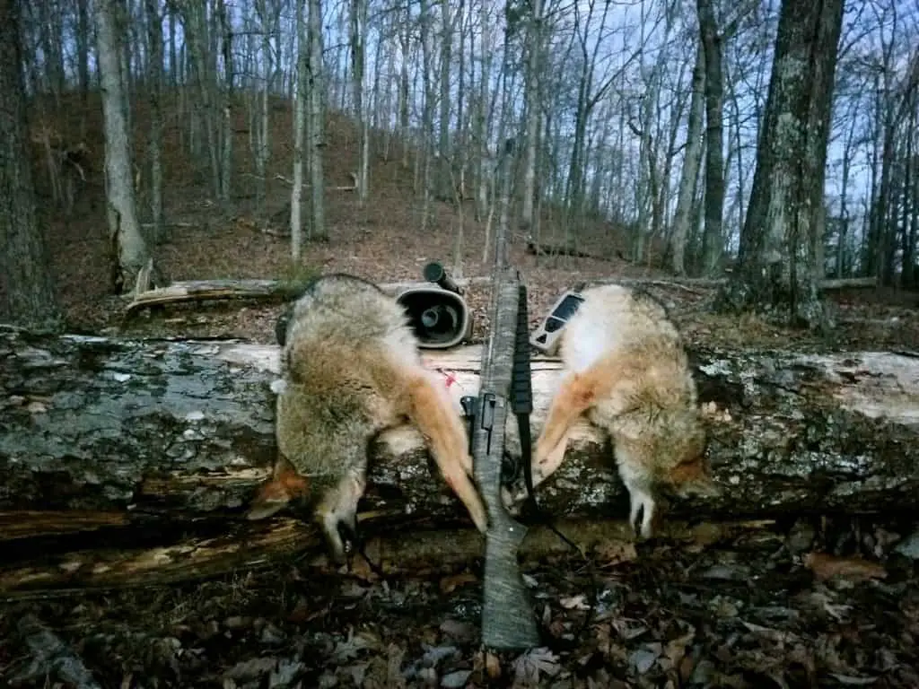 Hunting coyotes with a shotgun.