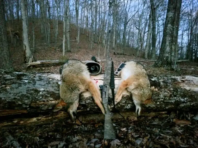 Hunting Coyotes with a Shotgun: Tips for the Beginner