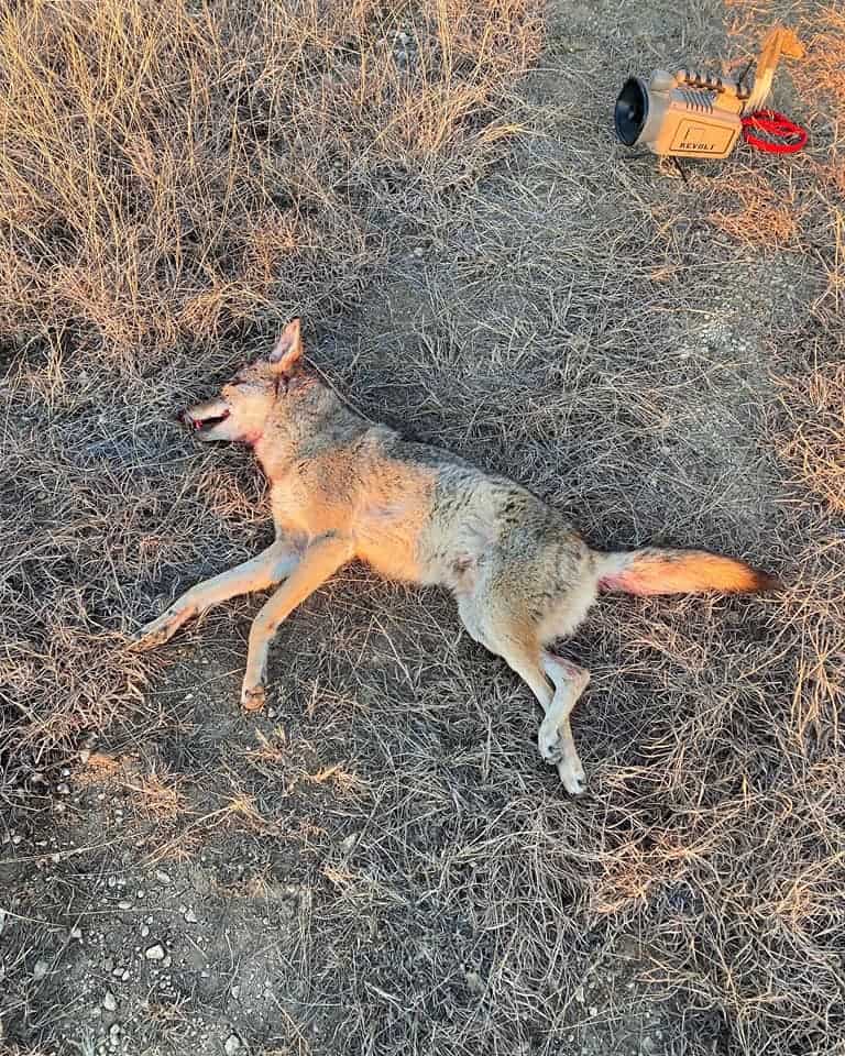 Hunting coyote with shotgun.