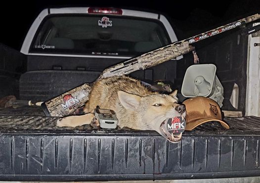 How to hunt coyote with a shotgun.