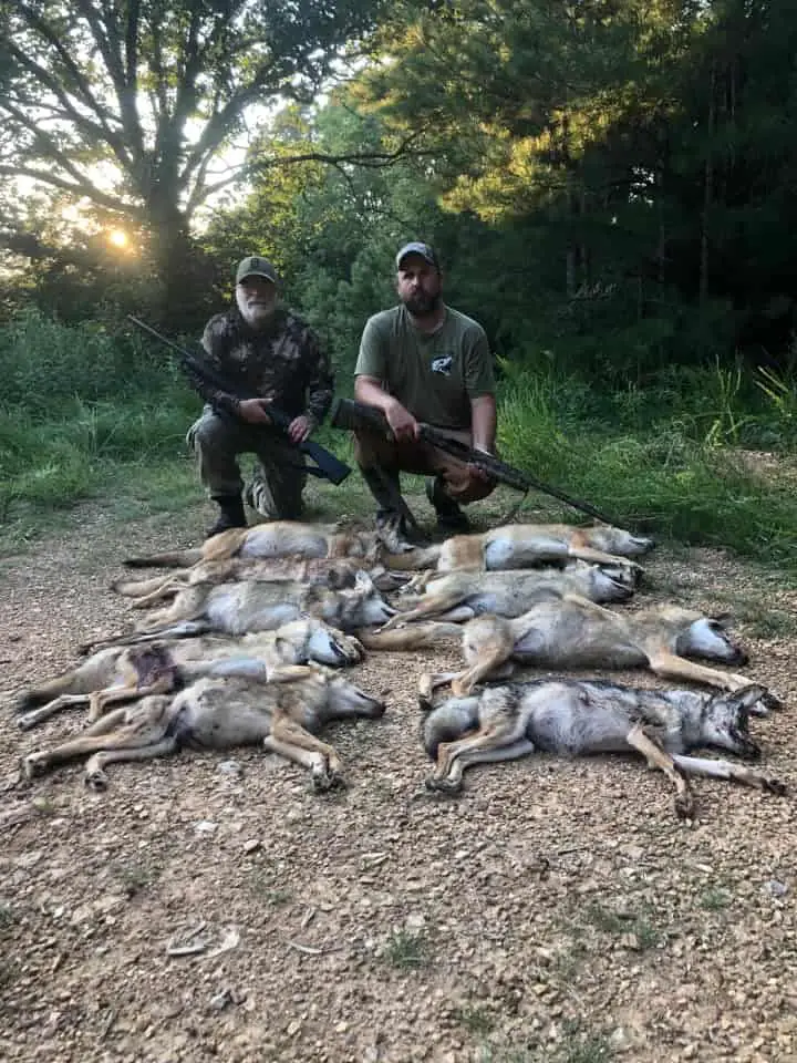 Using a shotgun to hunt coyotes.