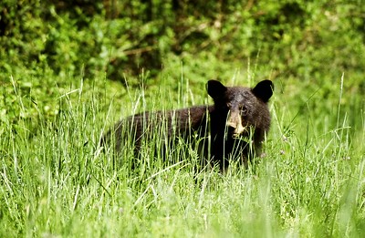 Hunting black bear in the fall.