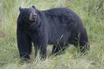 Calling black bears during the Fall.