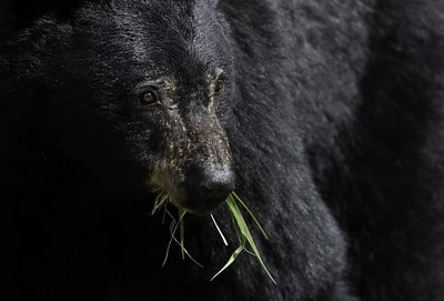 Black bear calling