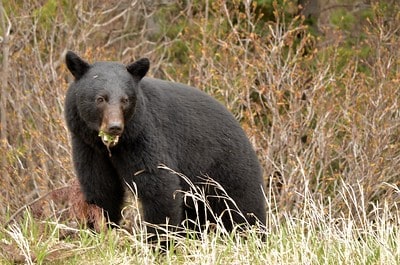 Calling black bear during the fall.