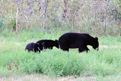 Calling black bear.