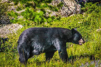 Calling black bear during the fall.